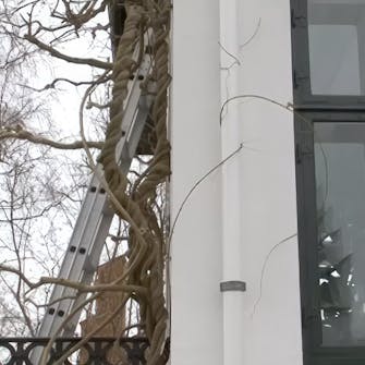 beskæring af blåregn beskæring af blåregn